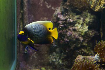 Marine fish Yellow-fronted angel swims in an aquarium between reefs