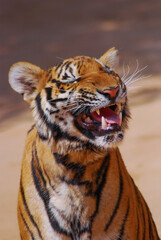 a beautiful big tiger is resting and walking around the zoo