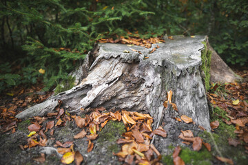 stump from a cut tree by lumberjacks in the forest