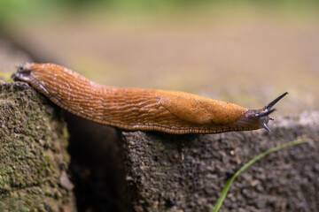 close-up of a Spanish snail (Arion vulgaris) outdoors