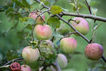 many ripe red apples on a tree branch