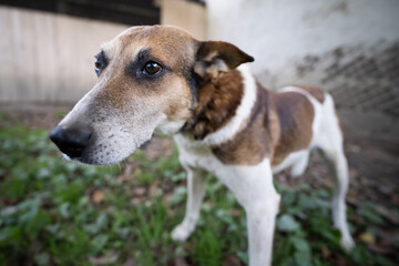 A lonely and sad guard dog on a chain near a dog house outdoors