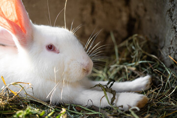 a beautiful white domestic rabbit is grazing and walking in the enclosure outdoors
