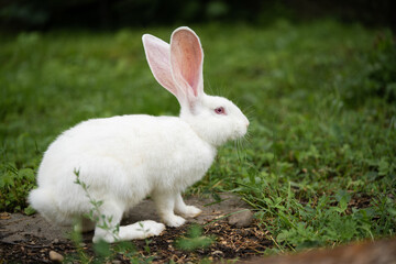 Fototapeta premium a beautiful white domestic rabbit is grazing and walking outdoors