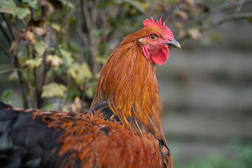 beautiful chickens and roosters outdoors in the yard.