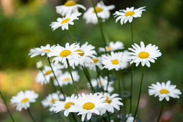 Fototapeta premium beautiful white chamomile flowers grow in the field