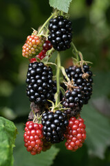 delicious and juicy blackberry fruits on a bush in the garden