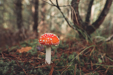 a beautiful red spotted amanita mushroom grows in the autumn forest.