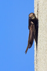 Jerzyk (Apus apus) © Grzegorz