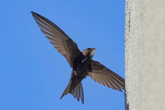 Jerzyk (Apus apus)