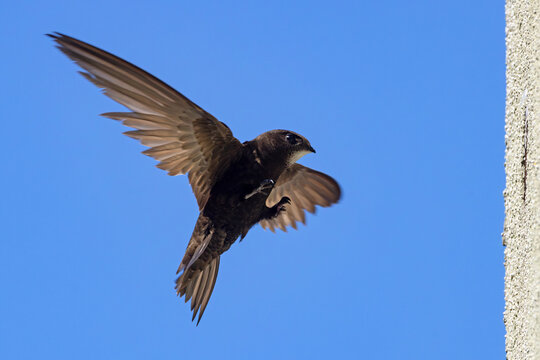 Jerzyk (Apus apus)