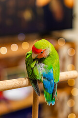 Cute lovebird parrot.pet african parrot.caring for animals.cute video.Funny parrots.Home pet parrot.The best birds.Beautiful photo of a bird.Ornithology.caring for the animal.bird pet.funny photo.  © Daria