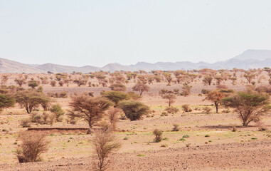  Merzouga, Morocco, features towering sand dunes, mesmerizing sunsets, and serene camel treks. Acacia trees dot the landscape, adding a touch of greenery to this enchanting desert adventure