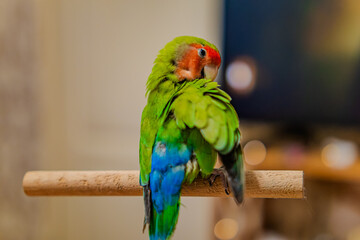 Cute lovebird parrot.pet african parrot.caring for animals.cute video.Funny parrots.Home pet parrot.The best birds.Beautiful photo of a bird.Ornithology.caring for the animal.bird pet.funny photo.  © Daria