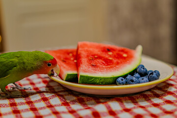 Cute lovebird parrot.pet african parrot.caring for animals.cute video.Funny parrots.Home pet parrot.The best birds.Beautiful photo of a bird.Ornithology.caring for the animal.bird pet.funny photo.  © Daria