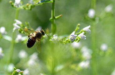 Biene auf blühender Katzenminze