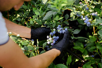 Human hand in black gloves picking ripe blueberries from the bush at the garden. 