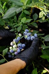 Human hand in black gloves picking ripe blueberries from the bush at the garden. 