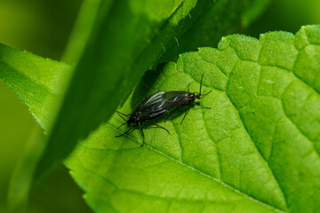 葉に留まって交尾をするラブバグ