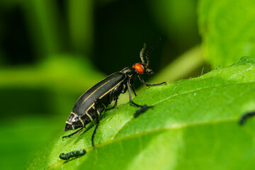 Fototapeta premium 葉を食べるマメハンミョウ