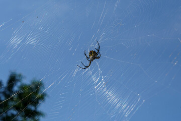蜘蛛の巣にいる大きな女郎蜘蛛