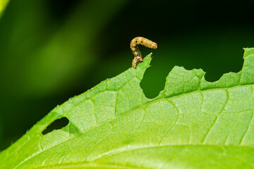 葉の上を移動するシャクトリムシ