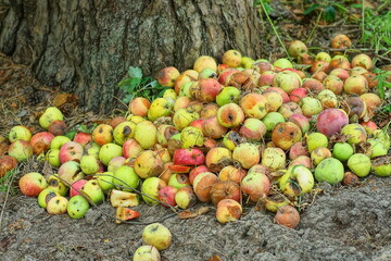 a pile of rotten spoiled yellow and red garden discarded unhealthy rubbed autumn apples lies on the...