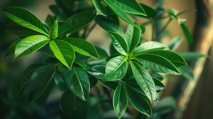 Potted plant named fat lady Money tree with green leaves close up Texture and background