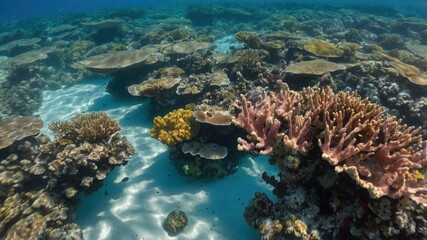 Fototapeta premium Vibrant Coral Reef in Clear Tropical Waters