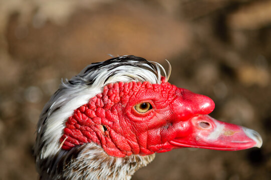 Cabeza de pabo rojiza muy contrastada y aislada. Mirada espectacular. Pelaje blanco y negro.