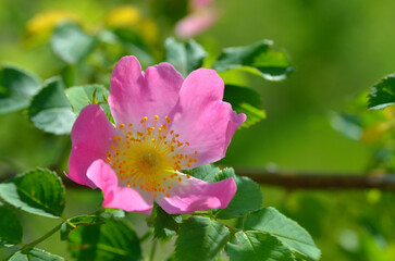 Rosehip, wild rose, blooms among green leaves