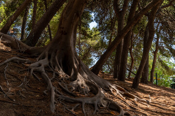 Stare drzewa  © Marcin