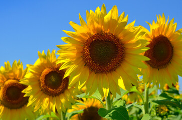 Yellow, young sunflowers bloom on an agricultural field