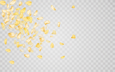 Yellow falling rose or sunflowers petals.Transparent panoramic horizontal background.Amber flower spring template.