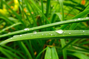 Green leaves with raindrops 