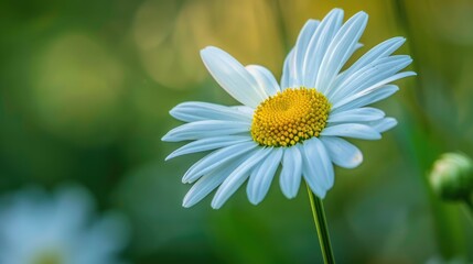Fototapeta premium white-petaled marguerite with yellow center