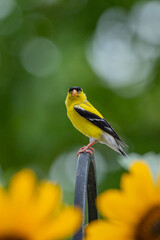 Bright yellow male goldfinch perched on shepherd's hook near blooming sunflowers