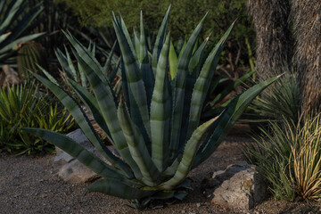 Agave cactus in garden in Tucson Arizona