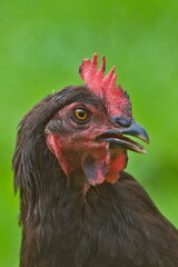 Close-up funny head portrait of hen with open beak in small village farm. Isolated on blurred background. Funny animal photo. Funny expression.