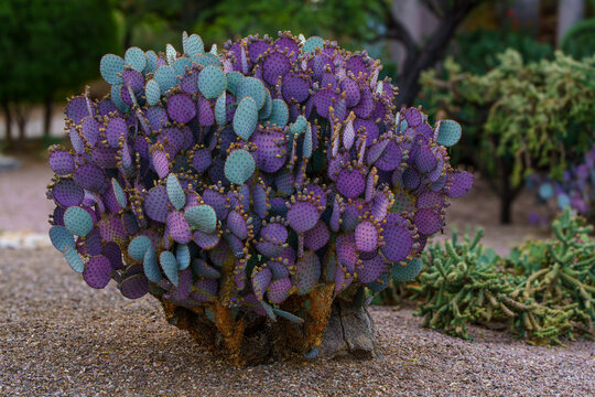 Santa Rita Prickly pear cactus seen in Tucson Arizona