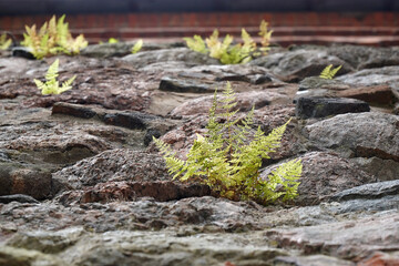 A fern on a stone road. Concept to live