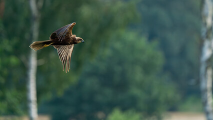 Myszołów w locie  © Marcin