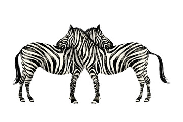 zebra lover zoo animal Wild animals, decorations, patterns, printed fabrics Hand drawn illustration on a transparent background
