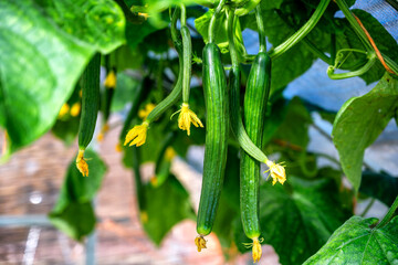 Salatgurken in einem Gewächshaus kurz vor der Ernte