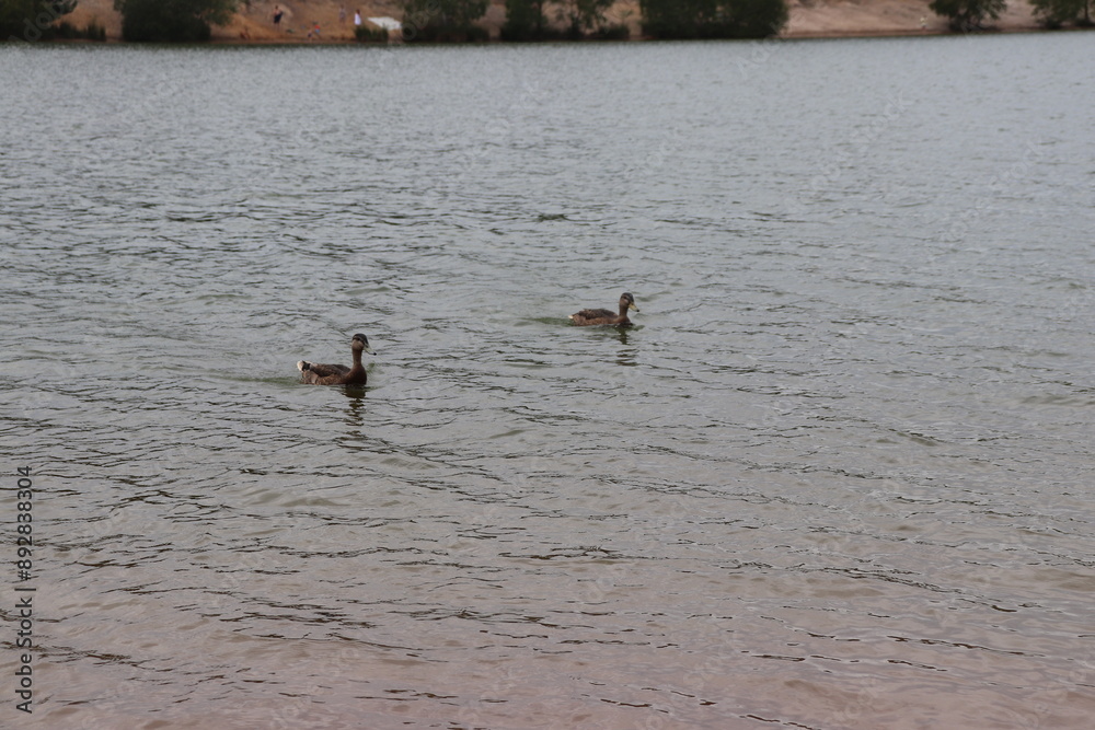 Wall mural two ducks swimming in a serene vast lake