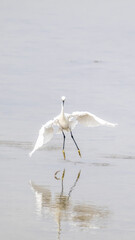 Egret catching fish with wings extended in shallow water vertical 16:9