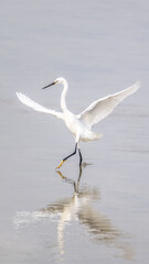 Egret with wings extended walking in shallow water vertical 16:9