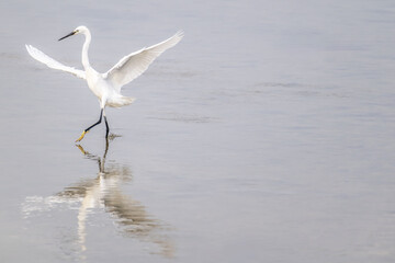 Egret walking in shallow water with wings extended