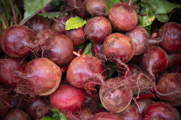 beets with leaves at the market organic purple vegetable harvest