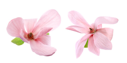 Two beautiful magnolia flowers isolated on white